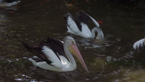 flock-of-Australian-pelicans-swimming-in-a-pond,-dipping-their-heads-underwater-in-search-of-food