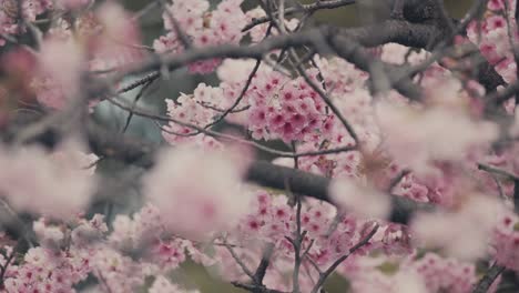 Blühende-Rosa-Japanische-Sakura---Selektiver-Fokus