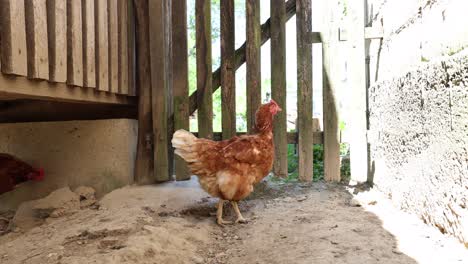 Many-red-chickens-on-a-summer-day-in-the-village