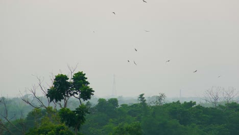 Flock-of-birds-of-prey-soaring-over-a-lush-forest-with-a-network-tower-in-the-distance,-tranquil-vibe