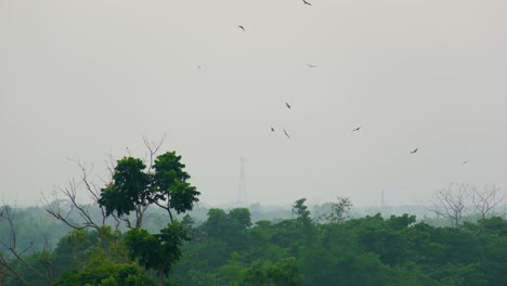 Ein-Schwarm-Greifvögel-Schwebt-über-Einem-üppigen-Wald-Mit-Einem-Netzwerkturm-In-Der-Ferne,-Ruhige-Atmosphäre