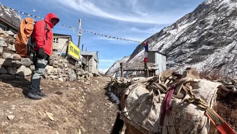 Packing-mules-walking-along-a-village's-stone-walls,-passing-by-a-hiker-in-red-jacket