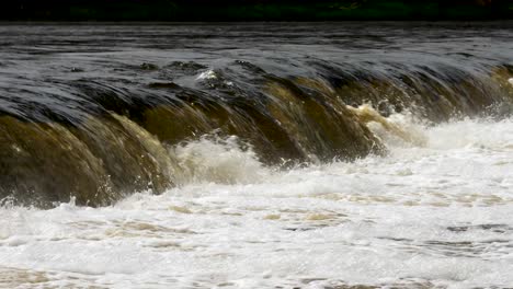 Vimba-fish-in-Kuldiga,-sunny-spring-day,-slow-motion-medium-shot