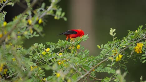 Hawaiian-honeycreeper-forages-for-nectar-from-flowers-in-forest-canopy,-telephoto