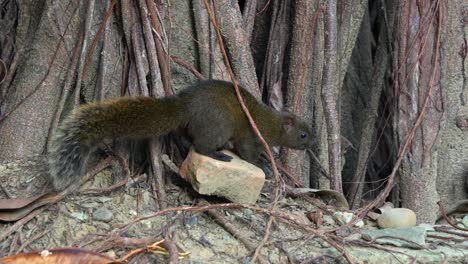 Cute-little-Pallas's-squirrel,-curiously-sniffing-and-foraging-around-the-exposed-roots-of-an-ancient-tree-in-the-ground-of-ecological-forest-park,-close-up-shot