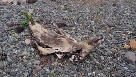 El-Cadáver-De-Un-Lobo-Marino-Del-Mar-Muerto-Se-Encuentra-En-La-Orilla-De-Guijarros-De-Oamaru.