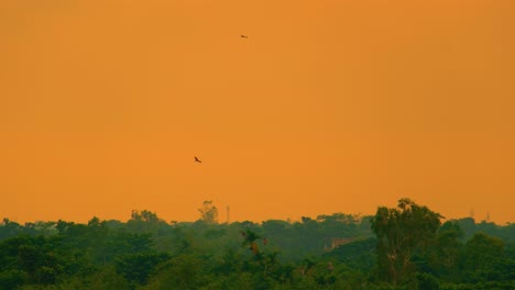 Siluetas-De-Pájaros-Volando-Sobre-Un-Bosque-Al-Atardecer,-Con-Un-Vibrante-Cielo-Naranja-Al-Atardecer