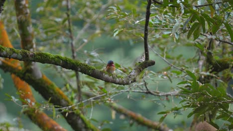 El-Pájaro-Martín-Pescador-Macho-Observa-Los-Alrededores-Desde-Lo-Alto-De-Una-Rama-De-árbol-Cubierta-De-Musgo