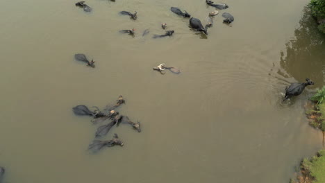 Manada-De-Búfalos-De-Agua-Descansan-En-El-Río-Fangoso-En-El-Centro-De-Vietnam