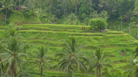Las-Exuberantes-Terrazas-De-Arroz-De-Tegallalang-En-Bali,-Indonesia