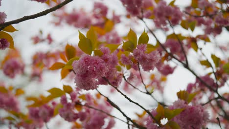 Low-angle-view-of-pink-blooming-Japanese-cherry-flowers-on-tree-branch,-Czechia