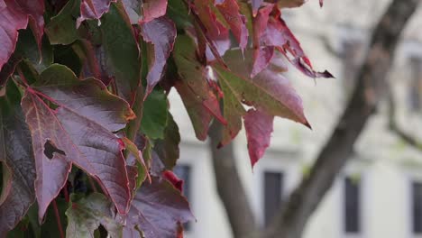 Close-up-Slow-motion-of-autumn-maple-leaves-in-Wawel-Royal-Castle-in-Krakow,-Poland