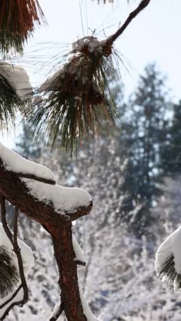Vertical-slow-motion-snowflakes-dance-off-powder-covered-pine-trees-on-a-sunny-day