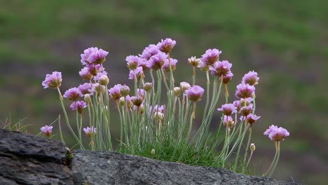 Thrift,-Armeria-maritima,-growing-on-wall-near-sea