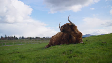 Highland-cow-rests-on-a-grassy-hill-under-a-bright-blue-sky-in-Scotland