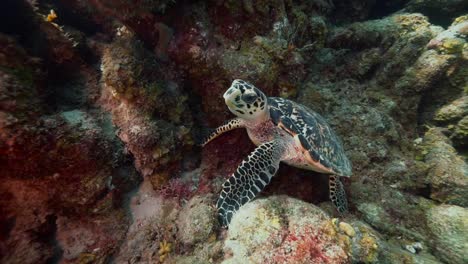 The-camera-circles-a-baby-hawksbill-turtle