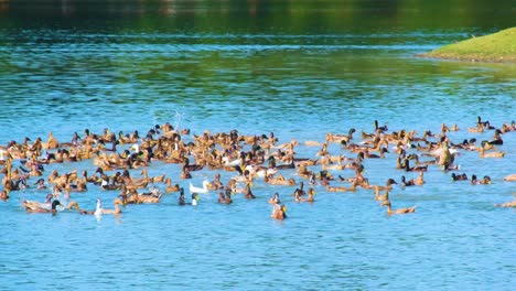 A-flock-of-Desi-ducks-swimming-in-a-river-in-the-countryside-in-Bangladesh,-Asia