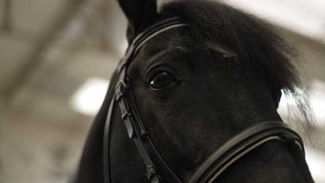 Primer-Plano-De-La-Cara-De-Un-Caballo-Negro-Con-Brida,-Centrándose-En-Su-Ojo