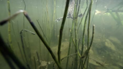 Two-toads-swimming-through-pond,-mating,-laying-eggs,-male-mounted-on-female