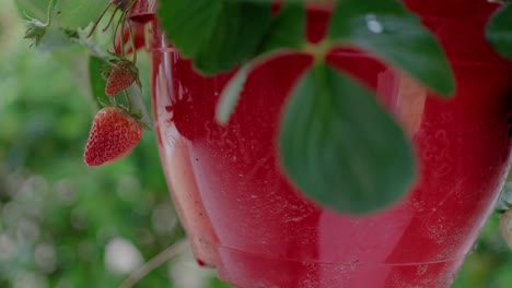 Close-up-of-strawberries-growing-in-a-red-hanging-pot