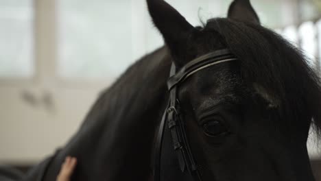 Close-up-of-a-black-horse-being-petted,-focus-on-the-head-and-bridle