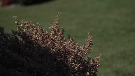 Close-up-of-a-bush-with-reddish-leaves-against-a-blurred-green-grassy-background