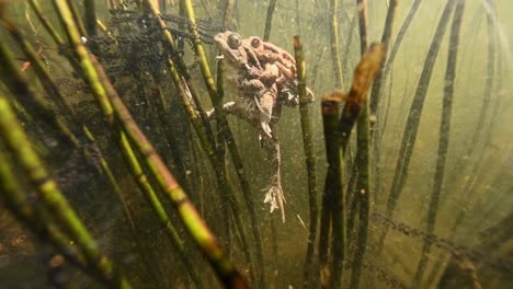 Two-toads-resting-in-pond-after-mating,-laying-eggs-in-reeds,-swim-to-surface