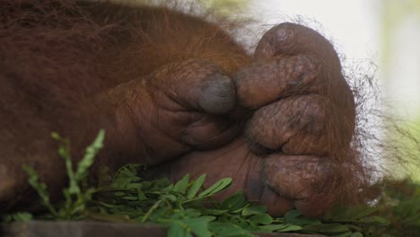 Close-up-of-Orangutan-hand.-Handheld-shot