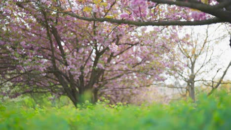 Idyllic-view-of-blossoming-Japanese-cherry-tree-and-green-grass-meadow,-Czechia