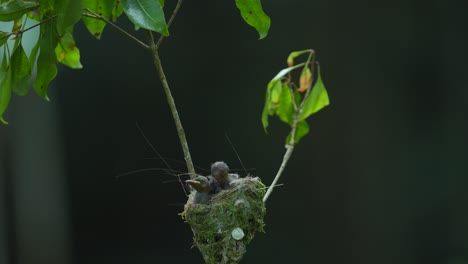 Tres-Pájaros-Monarca-De-Nuca-Negra-Son-Su-Nido-En-Un-árbol