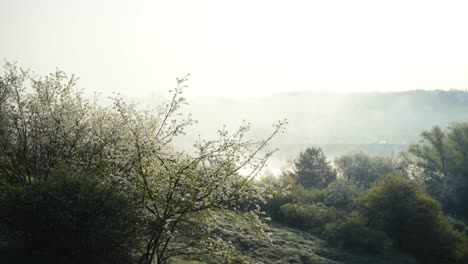 Bright-morning-sunrise-mist-and-blooming-tree-with-white-petals,-Czechia