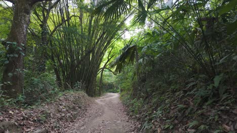 Hiking-trail-dirt-path-in-tropical-jungle-exploring-unique-understory-canopy