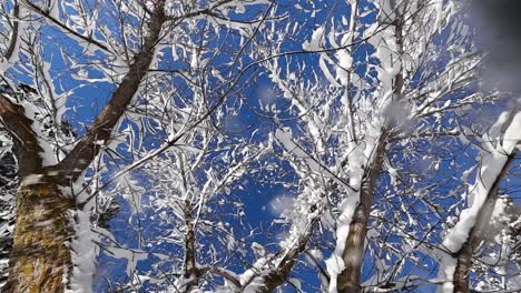 Schnee-Fällt-Durch-Kahle-Äste-Vor-Dem-Hintergrund-Eines-Klaren-Blauen-Himmels-Auf-Die-Linse