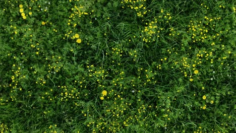 Circling-drone-view-of-green-meadow-with-yellow-flowers