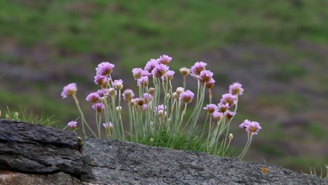 Thrift,-Armeria-maritima,-flowering-on-wall-near-sea,-Spring,-Cornwall