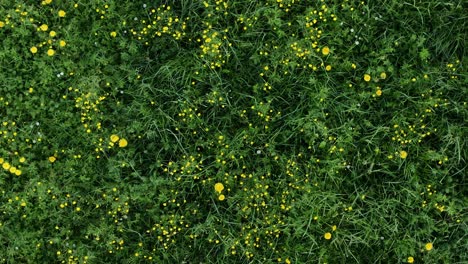 Frisches-Grünes-Frühlingsgras-Mit-Gelben-Wiesenblumen