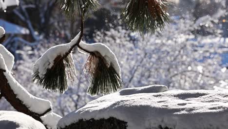 Winterschnee-Tanzt-Auf-Kiefern-In-Sunny-Bend,-Oregon