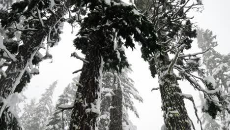 In-Zeitlupe-Werden-Dicke-Bäume-Eingefangen,-Die-Bei-Starkem-Schneefall-Mit-Frischem-Pulverschnee-Bedeckt-Sind