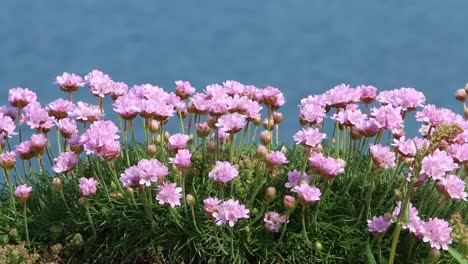 Ahorro,-Armeria-Maritima,-Creciendo-En-Un-Acantilado-Junto-Al-Mar.