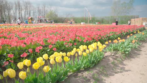 Menschen,-Die-In-Bunten-Tulpenfeldern-Spazieren-Gehen,-Gründer-Schieberegler