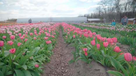 Gente-Caminando-En-El-Campo-De-Tulipanes,-Creador-De-ángulo-Bajo