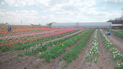 Menschen-Gehen-In-Tulpenfeldern,-Weitwinkel-Etablissement