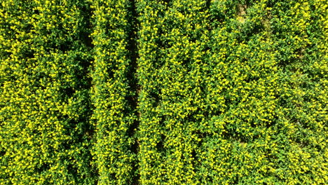 Vista-De-Arriba-Hacia-Abajo-De-Un-Campo-Densamente-Poblado-De-Plantas-De-Flores-Amarillas,-Probablemente-Colza.