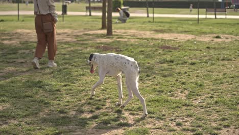 Dog-Resting,-Playing,-Running-in-the-park