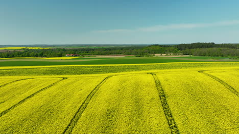A-wide-shot-of-expansive-fields-with-yellow-and-green-crops-stretching-into-the-horizon,-under-a-clear-blue-sky