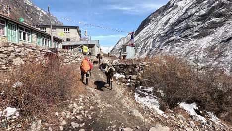 Packesel-Laufen-An-Den-Steinmauern-Eines-Dorfes-Entlang-Und-Kommen-An-Einem-Wanderer-In-Einer-Roten-Jacke-Vorbei