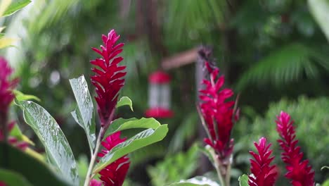 Planta-Con-Flores-De-Jardín-De-Jengibre-Rojo-En-Un-Día-Lluvioso