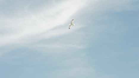 Gehen-Auf-Einem-Verschneiten-Pfad