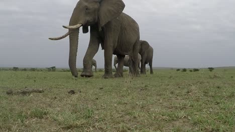 Manada-De-Elefantes-Junto-Con-Un-Bebé-Caminando-Por-Su-Hábitat-Natural-En-Masai-Mara-En-Una-Tarde-Sombría---Plano-Medio-En-Go-Pro