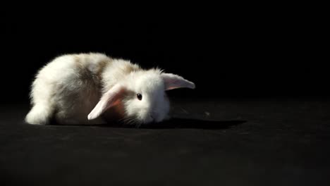 Little-Bunny-Walks-on-the-Stage,-close-up-shot-at-black-background